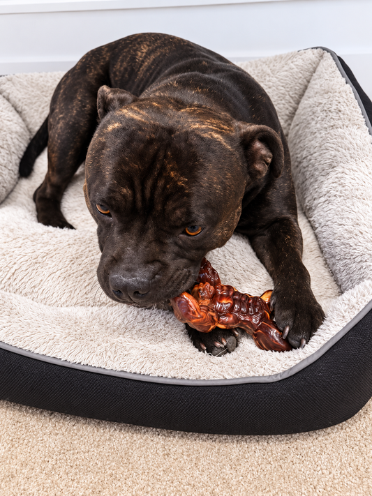 Muscle Monster – Beef Flavoured Dog Toy